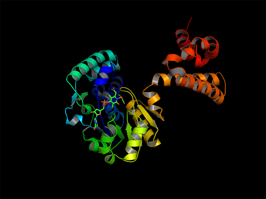 Determining the structure of iron-containing hydrogenase was an early achievement in Peters’ career.