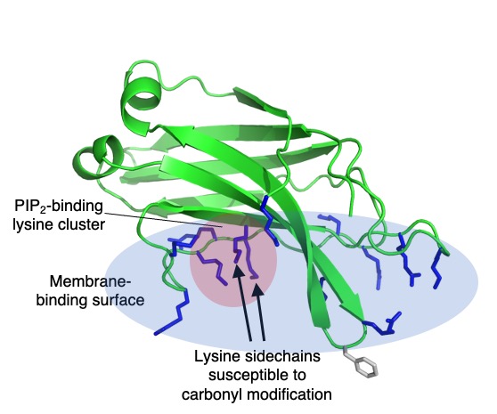 Figure-for-ASBMB-Lipid-News-Knight_etal_2021.jpg