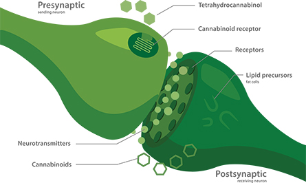 A schematic illustration shows how cannabinoid receptors fit into synapses. When activated by a drug or an endocannabinoid signaling molecule, the cannabinoid receptor acts like a dimmer switch, reducing the chances that the synapse will fire.