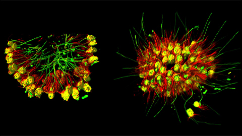 We are family: Tracing the evolution of animals