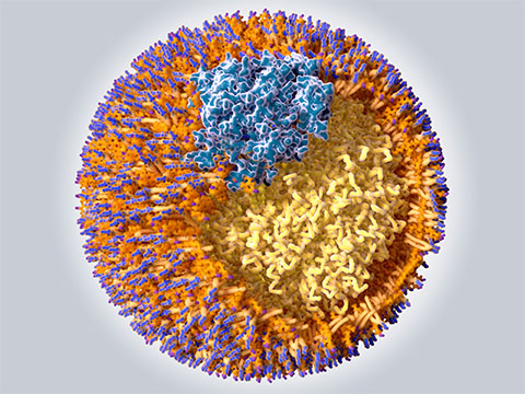 Low-density lipoprotein particles transport cholesterol, phospholipids, triglycerides and certain vitamins in blood plasma. A single LDL particle contains 3,000 to 6,000 fat molecules and a single apolipoprotein B molecule, a large protein (blue), building the surface with phospholipids and cholesterol molecules (orange).