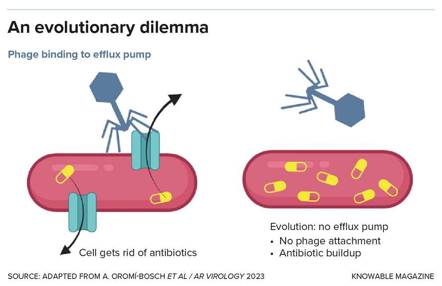 Some bacteriophages attach to bacterial cells — the first step in invading them — using the same cell-surface molecules, known as efflux pumps, that make the bacteria resistant to antibiotics. The phages force the bacteria into an evolutionary dilemma: If they retain the efflux pumps, the phages will go in and kill them. But if they evolve to lose the efflux pumps to evade the viruses, the antibiotics will kill them instead.