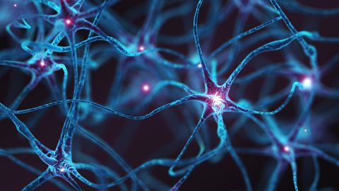 In Huntington’s disease, neurons will contain misfolded mutant huntingtin protein aggregates.