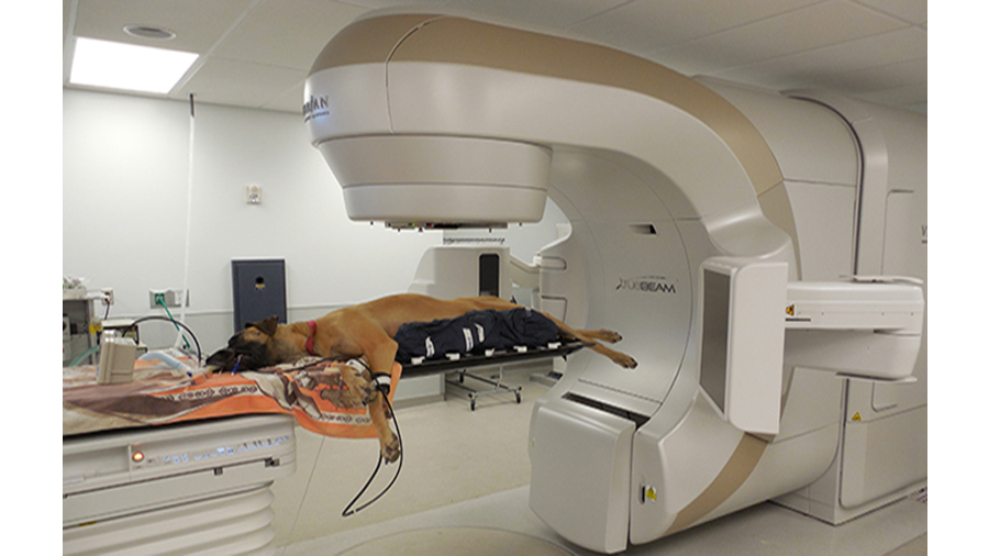 Radiation therapy hot sale for dogs