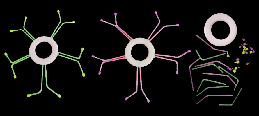 The students made bracelets with thermopore rings, colored straws and plastic tips to represent IgM immunoglobulins.