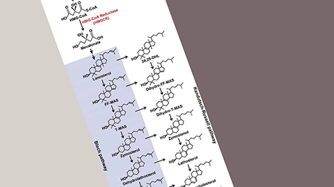 JLR: What controls cholesterol biosynthesis?