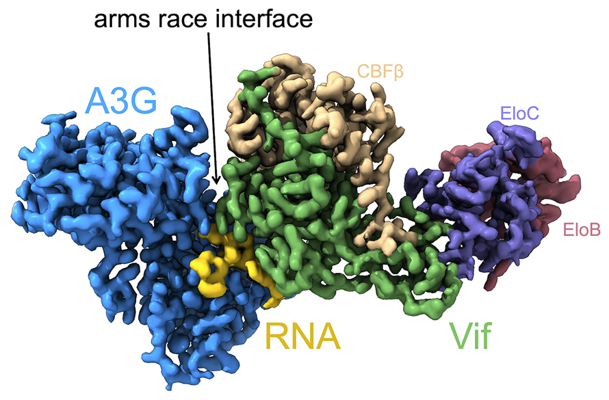 For the first time (in cryo-EM): A3G and Vif structure revealed