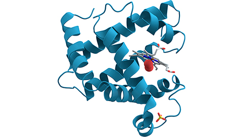 MCP: Study shows long-term effects of weight loss on the proteome