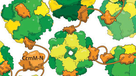 JBC: How bacteria build efficient photosynthesis machines