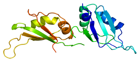 Blanton Tolbert’s lab focuses on characterizing the heterogeneous nuclear ribonucleoprotein A1, or HNRNPA1, a notoriously promiscuous RNA-binding protein that is involved in cutting and folding, or splicing, RNA, in addition to RNA metabolism, transport and processing