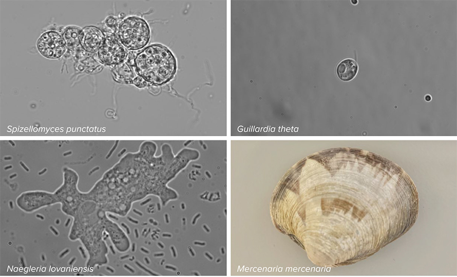 Researchers have found Fanzor genes in a variety of eukaryotic life forms. Clockwise from upper left: the soil-dwelling fungus Spizellomyces punctatus, the alga Guillardia theta, the northern quahog Mercenaria mercenaria and the amoeba Naegleria lovaniensis.