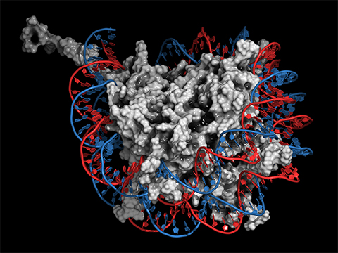 Illustration of a nucleosome. DNA wraps around histones to form the nucleosome, which is the binding partner for LSD1.