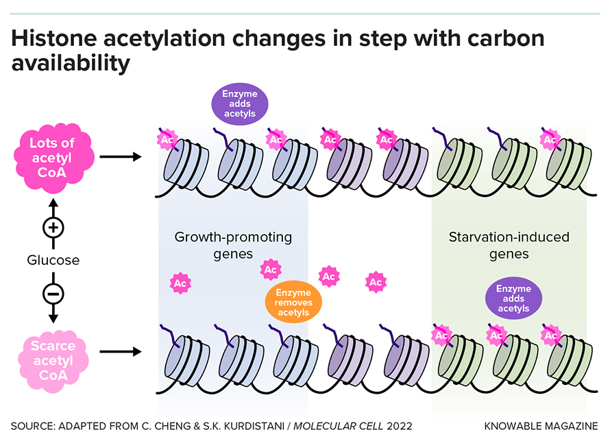 This illustration depicts a model for the movement of acetyl groups during different cell conditions. When energy is abundant and mitochondria are running at full speed, acetyl groups are plentiful and become attached to histone tails on genes that promote growth. When food becomes scarce, the cell consumes these acetyl groups for energy. The remaining acetyl groups are redistributed to activate genes involved in increasing amounts of acetyl CoA in the cell.