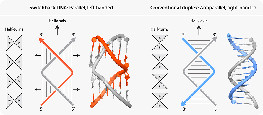 Switchback DNA is made up of structural sections called “half-turns” that resemble normal DNA but are arranged differently. This diagram demonstrates these structural differences, which give switchback DNA its unique ability to fold, among other distinct properties.