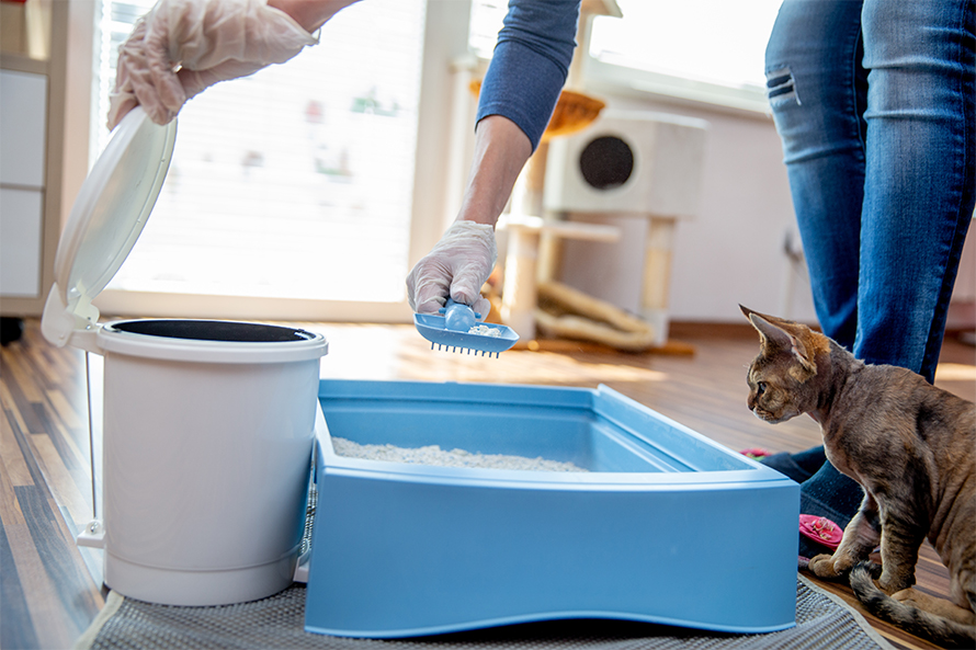 Avoiding litter duty while pregnant can help protect you from toxoplasmosis.