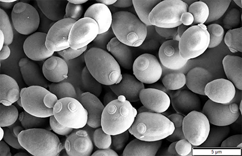 Shown is a scanning electron microscope image of Saccharomyces cerevisiae budding.