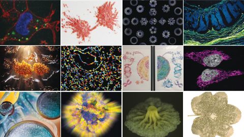 Announcing the winners of the Molecular Motifs bioart competition