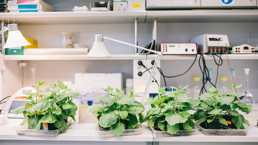 Simple trick could improve accuracy of plant genetics research