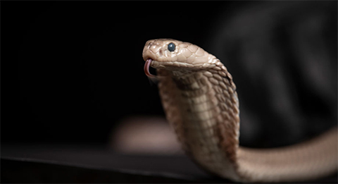 Scripps Research scientists discovered an antibody that represents a large step toward creating a universal antivenom, which would be effective against the venom of all snakes.