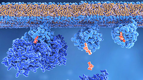 Novel inhibitor targets RAS-driven cancers