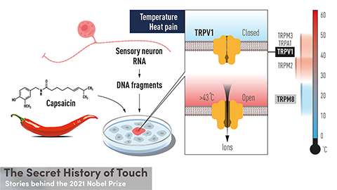 David McKemy and the cold receptor