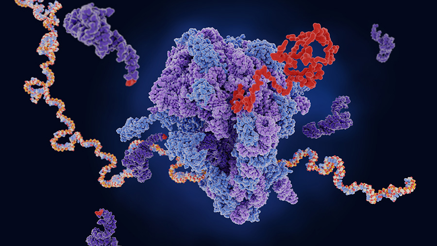 Biochemistry and molecular biology: Primary Image