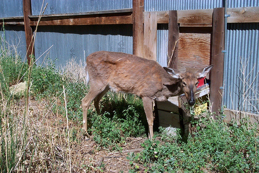 Deer affected by chronic wasting disease, such as the one pictured here, are often emaciated and show signs of lethargy and lack of coordination. Eventually, the disease will kill them.