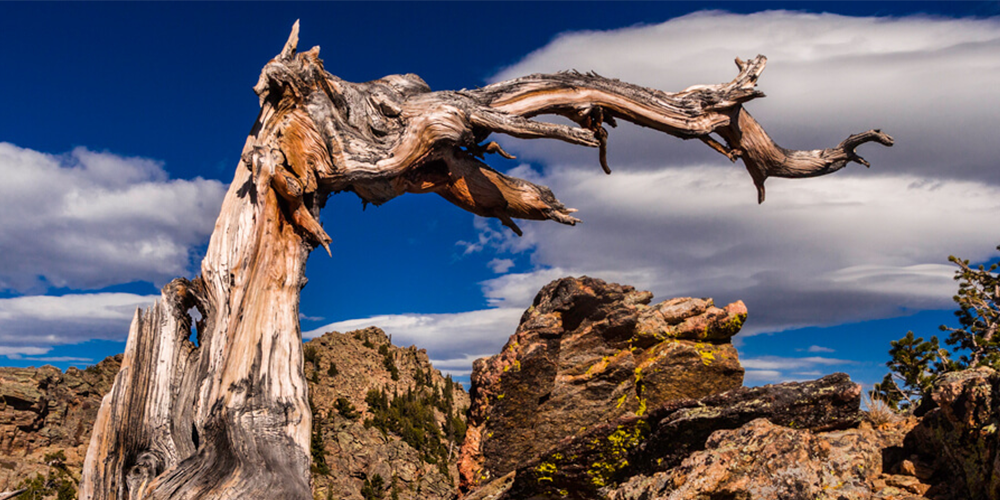 Bent into shape: The rules of tree form