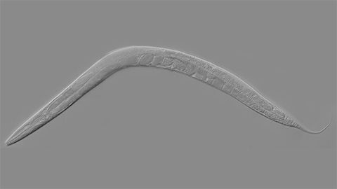 How smelling death alters worm behavior