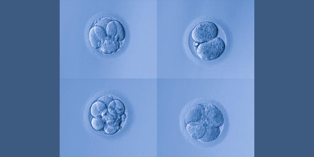 Proteomic clues to oocyte development