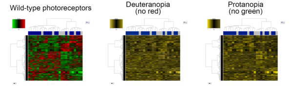 Three examples of heatmaps: one of wild-type photoreceptors in green and red; one of deuteranopia with no red; and one of protanopia with no green.