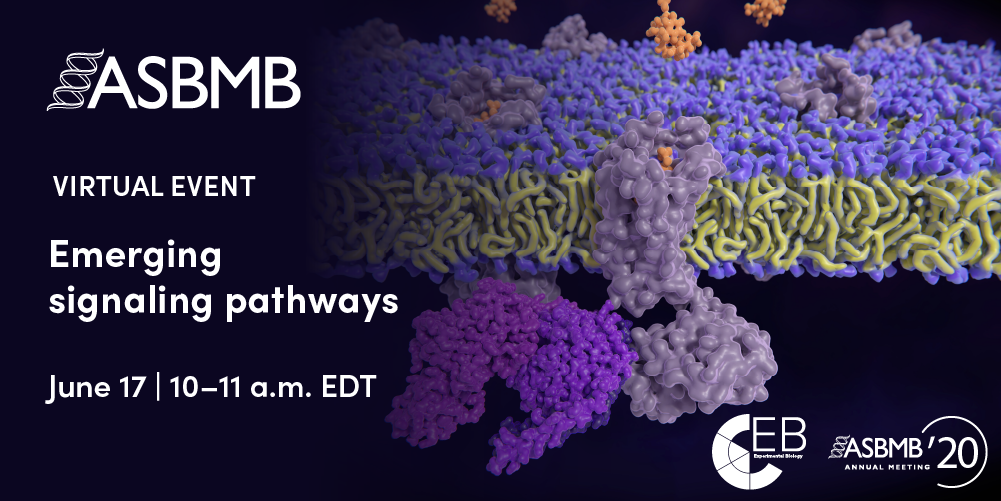 Emerging signaling pathways