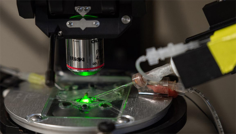 New research shows that somatostatin, a signaling molecule produced by many inhibitory neurons in the brain, broadly dampens communication among a variety of cell types in the prefrontal cortex and promotes exploratory and risk-taking-like behavior in mice. The researchers used patch-clamp electrophysiology, shown here, to understand how somatostatin influences cortical circuits.