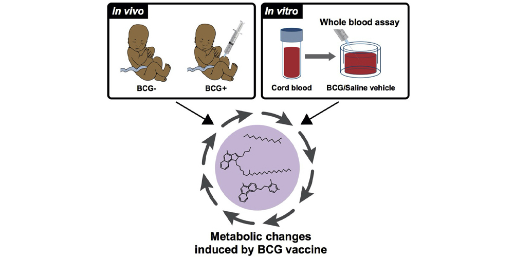 Why Is The 100 Year Old BCG Vaccine So Broadly Protective In Newborns   BCG Vaccine 1000x500 