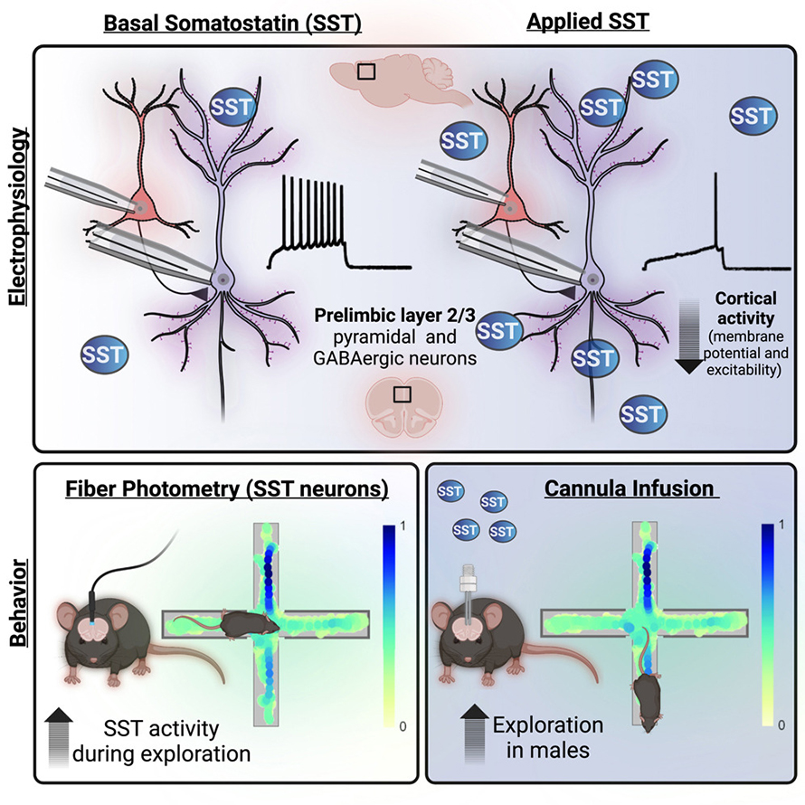 This is the graphical abstract for the paper titled “Somatostatin peptide signaling dampens cortical circuits and promotes exploratory behavior.”