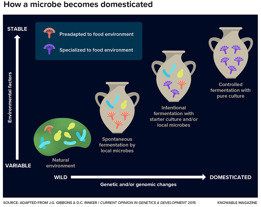 Scientists think that the domestication of a microbe could go something like this: It exists, along with other microbes, in the wild, where environmental factors such as temperature and humidity vary (bottom left). Over time, it becomes adapted to the stable, comfortable food environment (middle) and eventually exists as a pure culture in a very controlled environment.