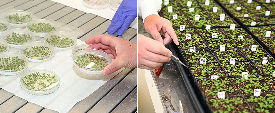 Los biólogos vegetales han expresado genes de varias especies de plantas, desde evolutivamente antiguas hasta evolutivamente recientes, en plantas Arabidopsis modernas.  Los investigadores cultivaron plántulas de plantas transgénicas en placas de Petri (izquierda) antes de transferirlas al suelo (derecha).