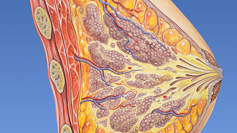 Fat synthesis enzyme crucial for milk fat and newborn growth