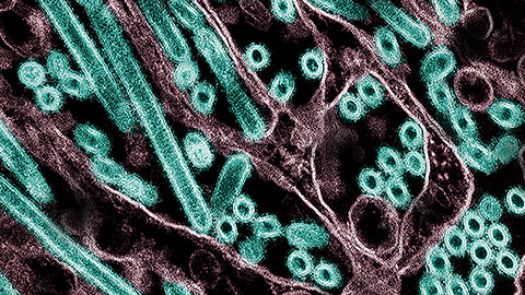 Raw milk is risky, but airborne transmission of H5N1 from cow’s milk is inefficient in mammals