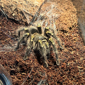 One of the tarantulas in  Sebastien Poget’s lab at the College of Staten Island, where studies of interactions of ion channels and animal peptide toxins are among the current projects.