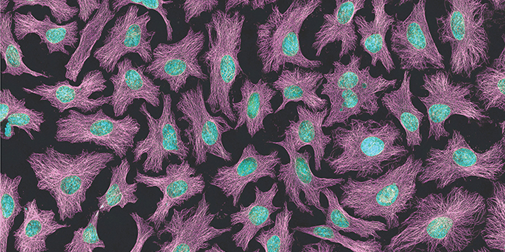 Sharing the whole HeLa genome