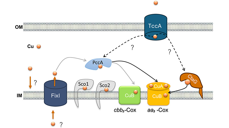 How copper delivery fuels bacterial respiration