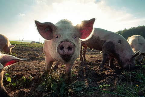 Organically farmed pigs are at especially high risk of whipworm infection. New research into their immune responses to sugars made by this parasite could help scientists develop vaccines against it.