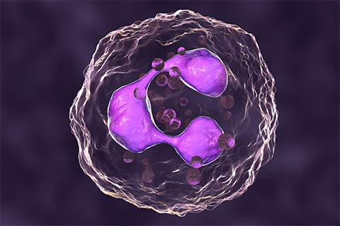 Neutrophils are the most abundant type of white blood cells in the human body and play an important role in inflammation.