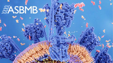 ASBMB committees welcome new members