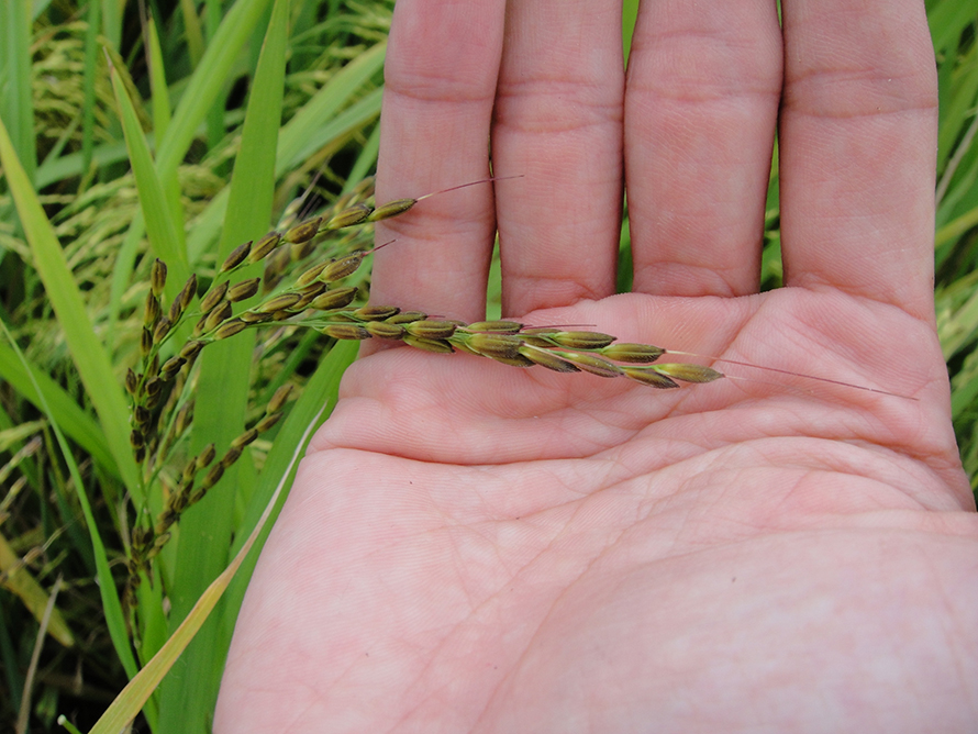 When weedy rice and wild rice hybridize, weedy rice can develop freely shattering seed, which gives the weed an advantage.