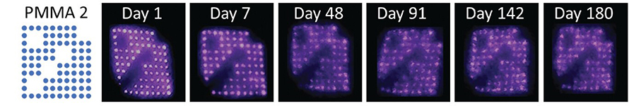 Longitudinal imaging of three quantum dot–PMMA patterns on the skin of rats over 180 days.