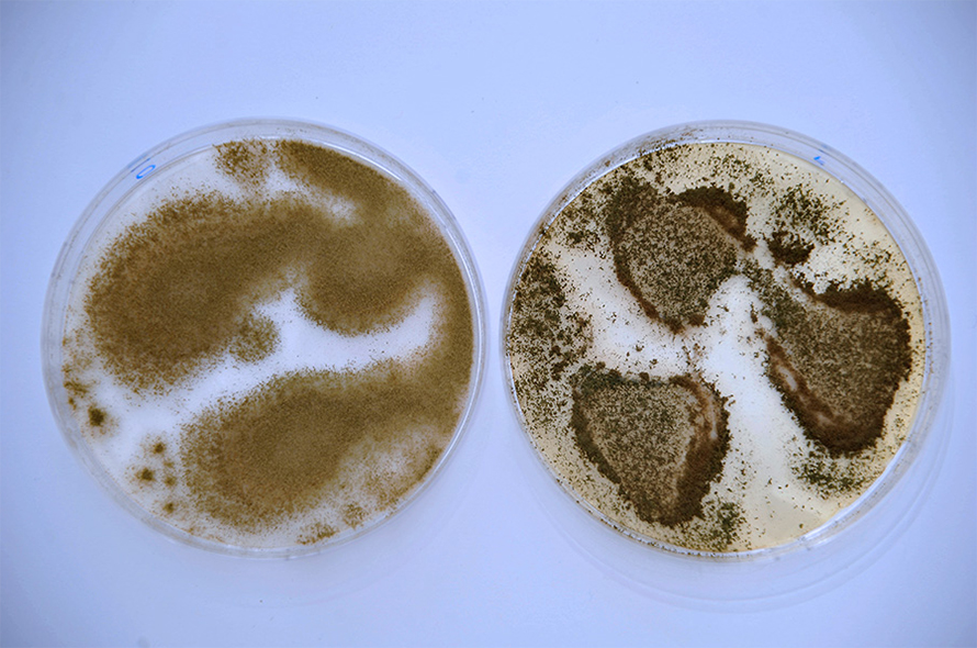 The food fermenter Aspergillus oryzae (left) is thought to be a domesticated version of Aspergillus flavus (right), which makes aflatoxins that can contaminate crops, poison people and cause cancer. The two colonies shown here are visually quite different, but the forms of these two molds vary widely, making it hard to tell them apart.