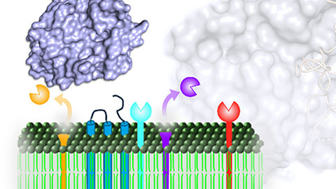 Serine proteases: ‘The quintessential signaling molecule’