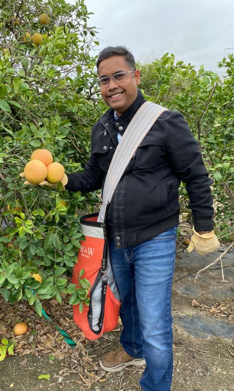 Kranthi Mandadi, a professor of plant pathology and microbiology at Texas A&M AgriLife Research, Texas A&M University, harvesting grapefruits from a grove during a field trial of their therapies to combat citrus greening